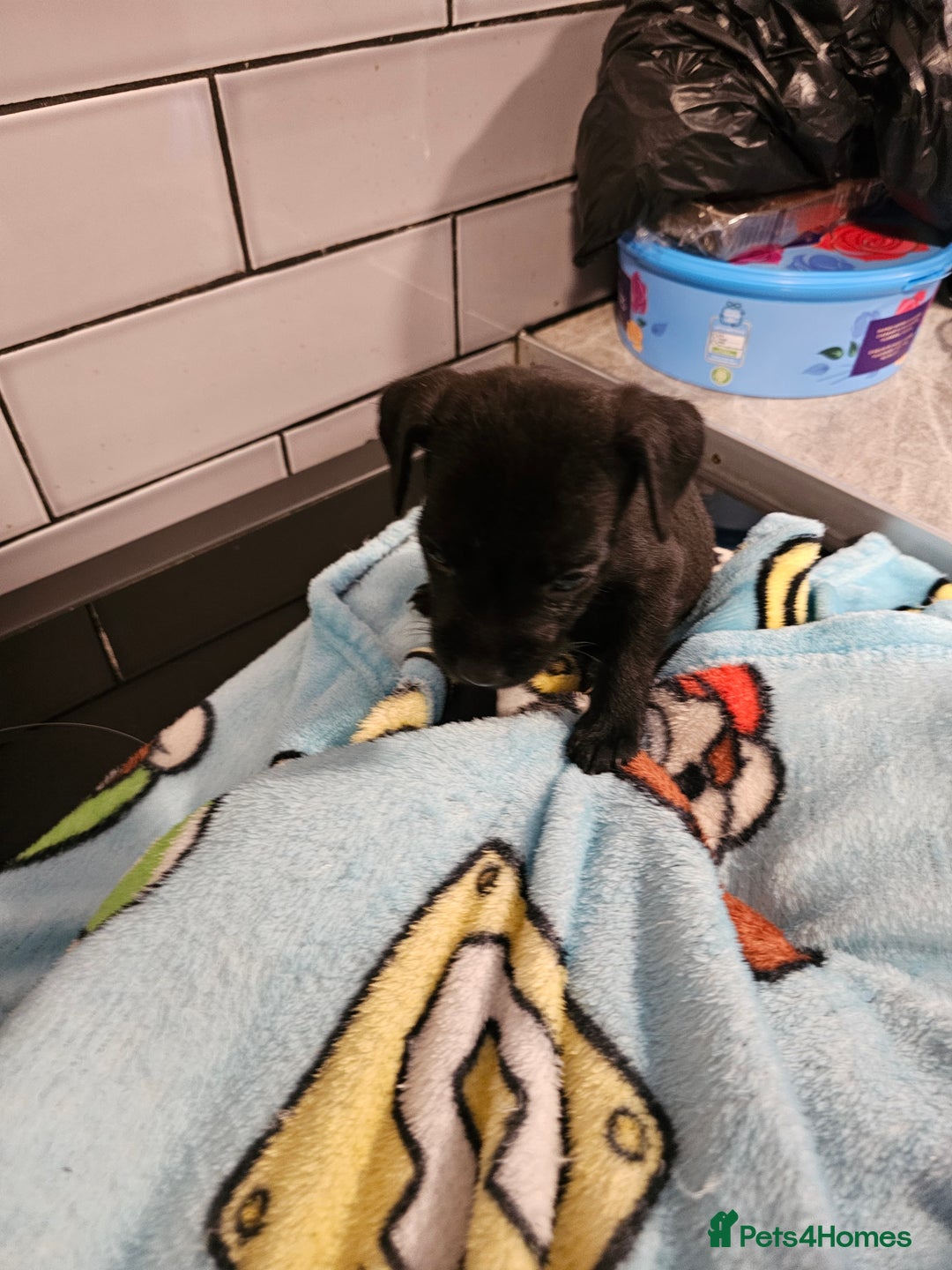 Patterdale Terrier dogs for sale: BEAUTIFUL PATTERDALE TERRIERS FOR SALE  - Advert 5