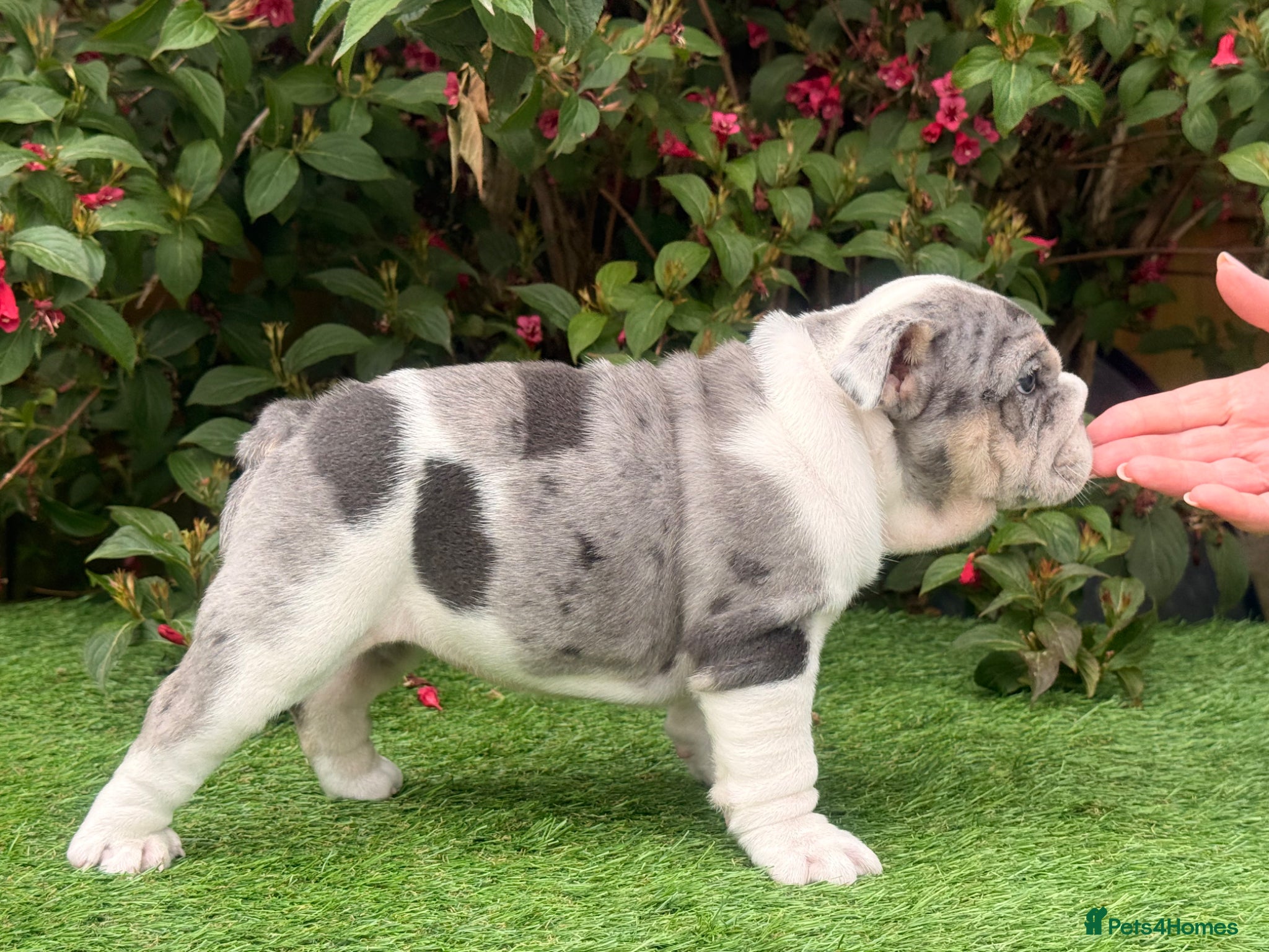 English Bulldog dogs for sale: English Bulldogs Pups for Sale  - Advert 13