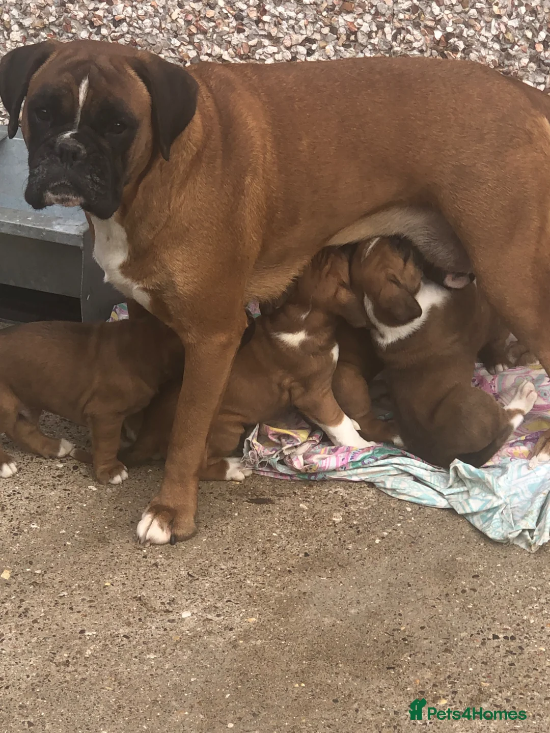 Boxer dogs for sale: FIVE Star BREEDER of lovely boxer puppies  - Advert 1