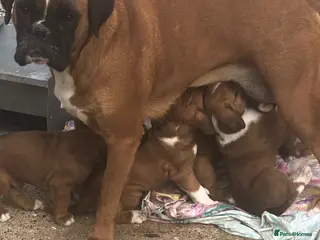 Boxer dogs FIVE Star BREEDER of lovely boxer puppies - Advert 11
