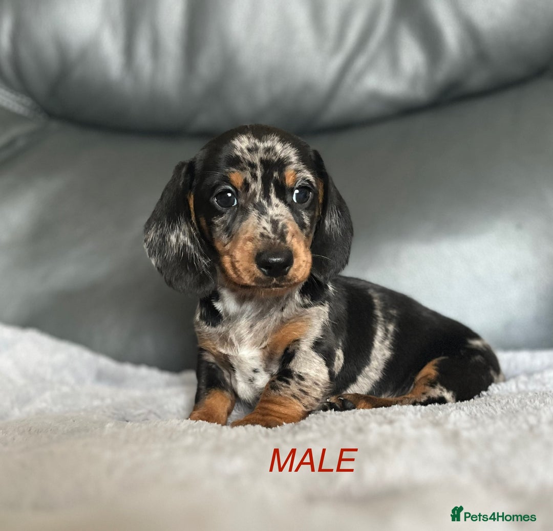 Miniature Dachshund dogs for sale: Miniature Dachshund puppies  - Image 11