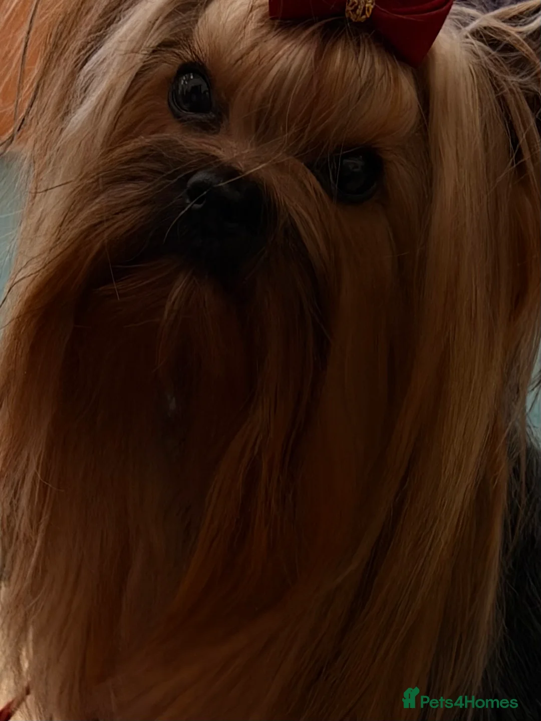 Yorkshire Terrier dogs for stud: Miniature Show boy  1,8 kg !  in Camberley - Advert 16