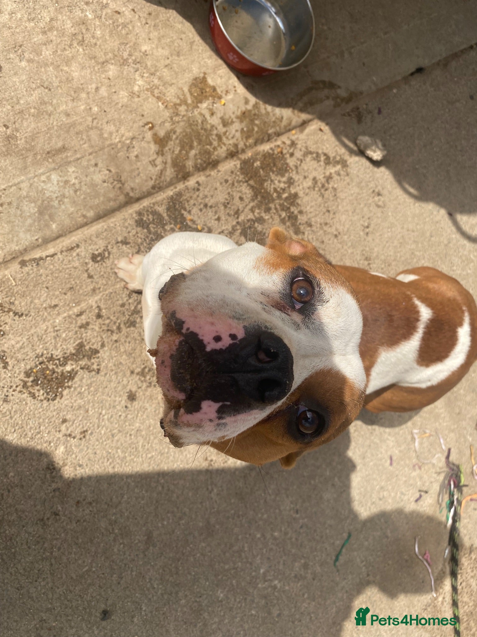 Mixed Breed dogs American Bully’s  - Advert 1