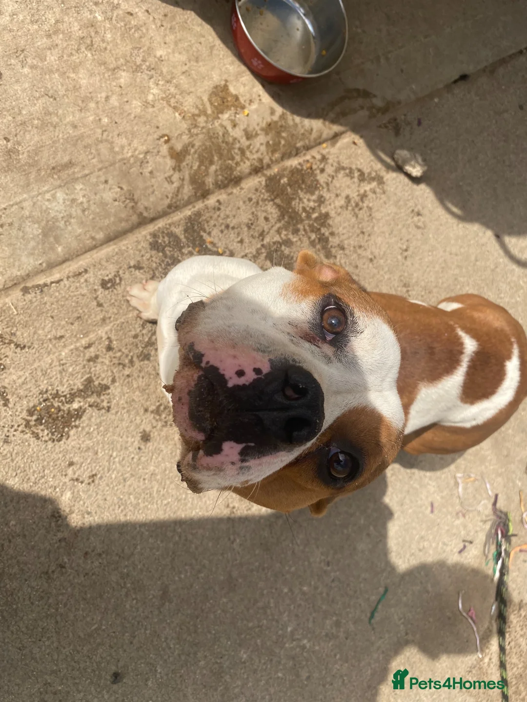 Mixed Breed dogs for sale: American Bully’s  in Newry - Advert 1