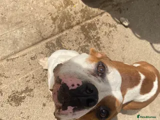 Mixed Breed dogs American Bully’s - Advert 2