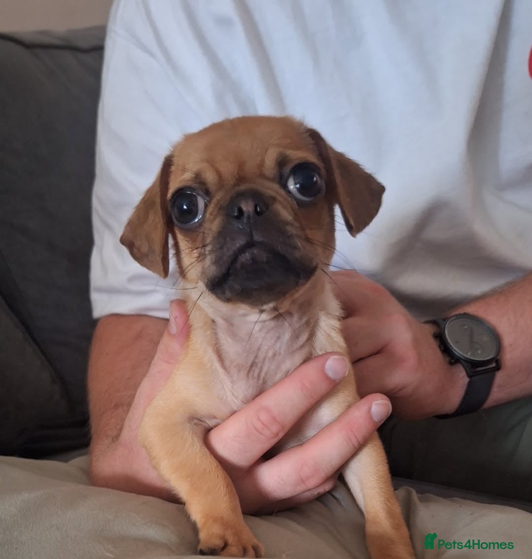 Jug dogs for sale: Handsome Tan Jug Boy  - Image 1