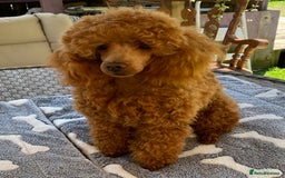Maltipoo dogs for sale: Beautiful Apricot Maltipoo puppies. - Image 24