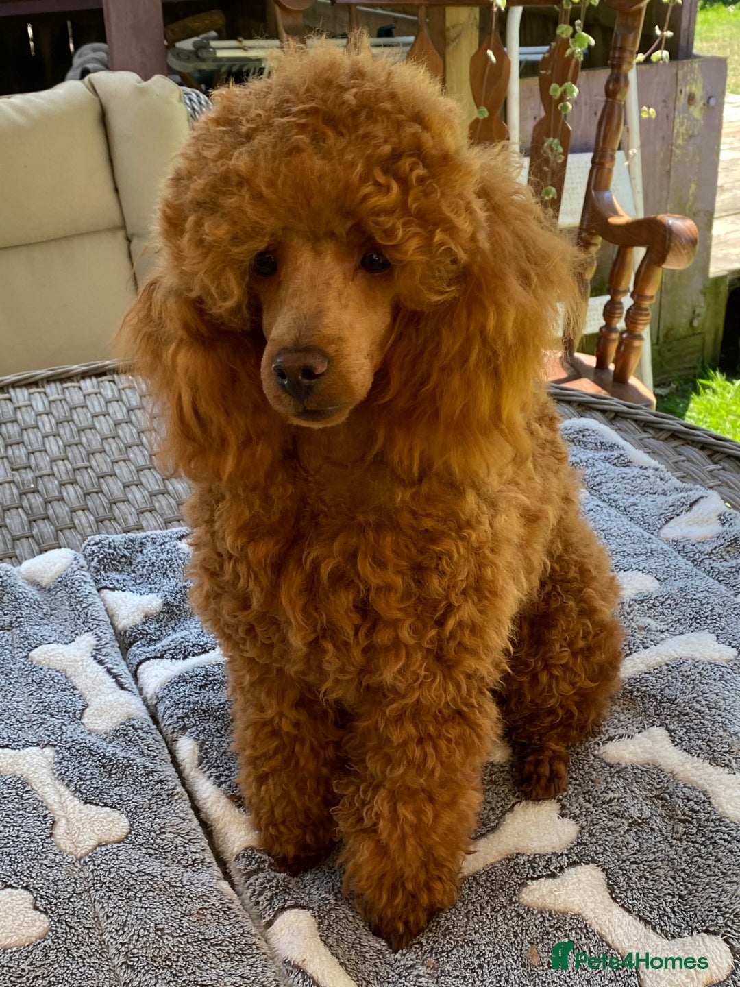 Maltipoo dogs for sale: Beautiful Apricot Maltipoo puppies. - Image 24