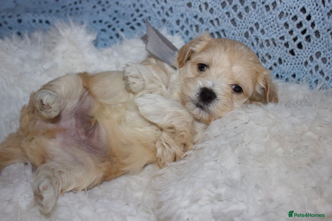 Maltipoo dogs for sale: F1 small Maltipoo puppies - Image 7