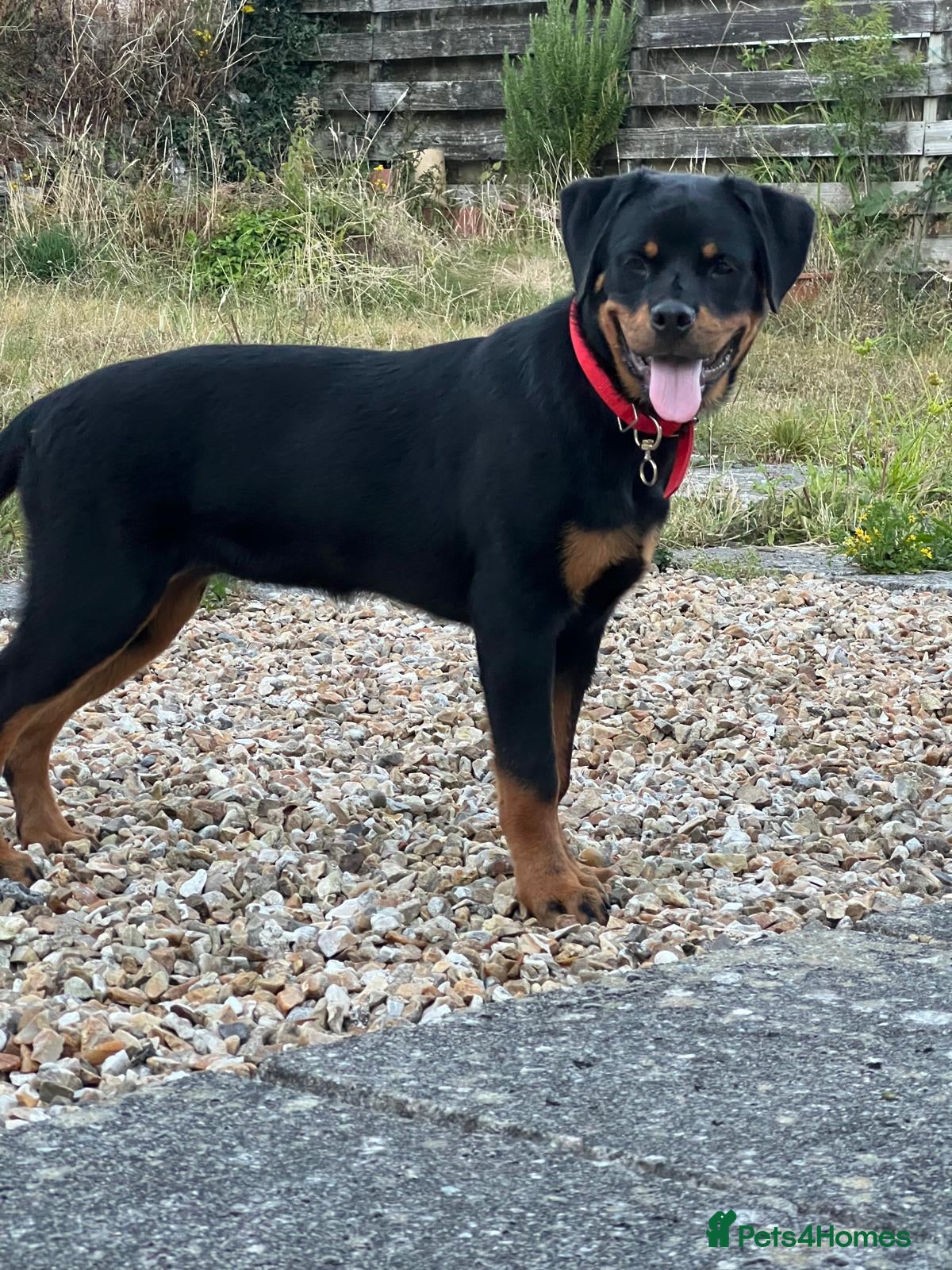 Rottweiler dogs Rottweiler puppies for show & breeding - Advert 2