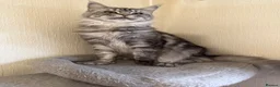 Maine Coon cats for sale: GCCF Maine coon Russian Import line👑 - Advert 23