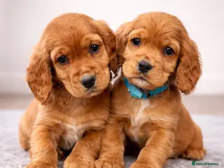 Cocker Spaniel dogs 🦋🦋 Two Boys Ready To Leave 🦋🦋 - Advert 10