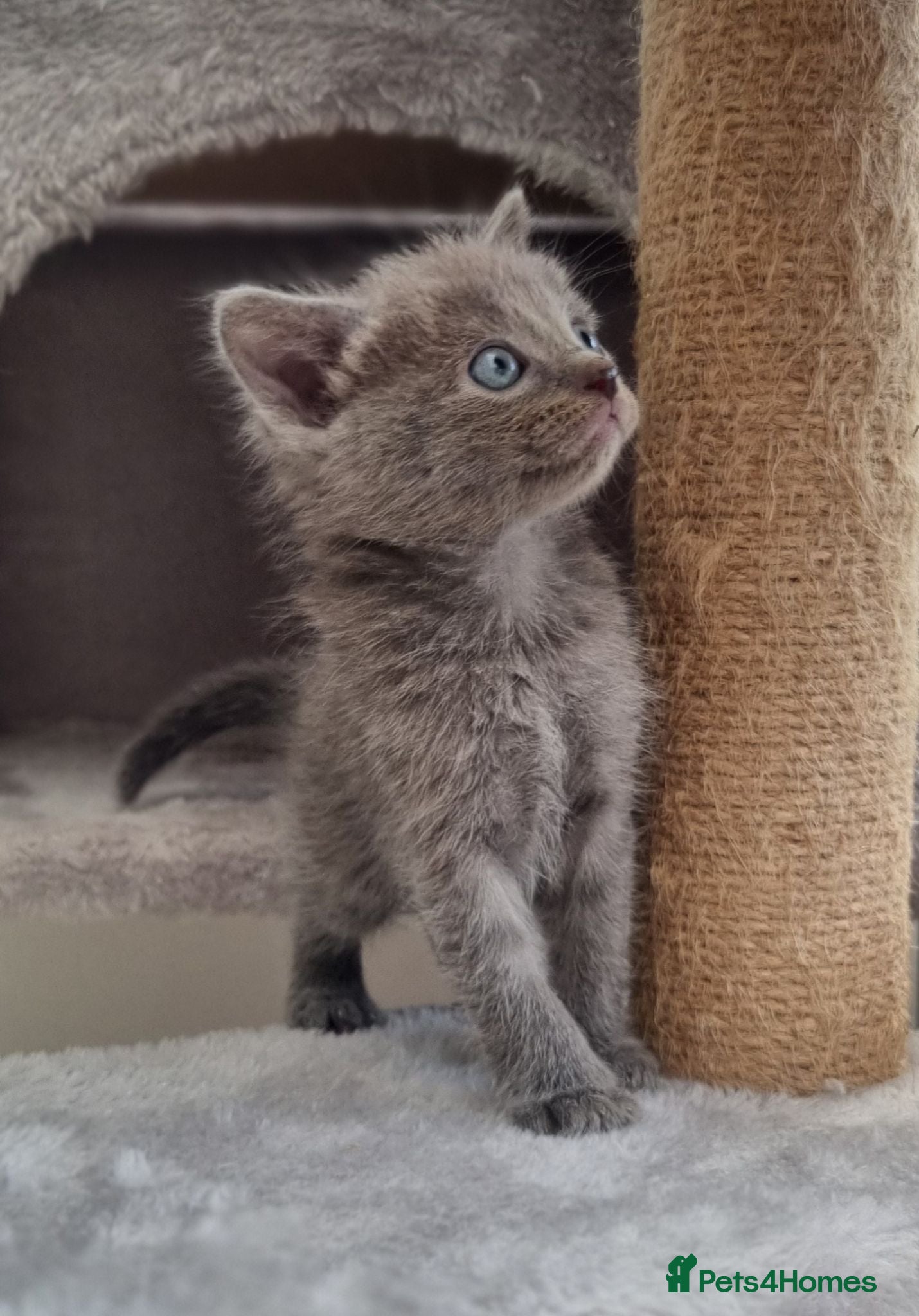 Ragdoll cats 🌟 1 Ragdoll Cross Kitten – Available Mid July 🌟 - Advert 14
