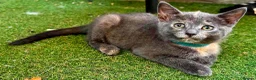 Mixed Breed cats for sale: 2 month kittens in Milton Keynes - Advert 6