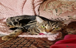 Bengal cats for sale: Beautiful female cat  - Image 3