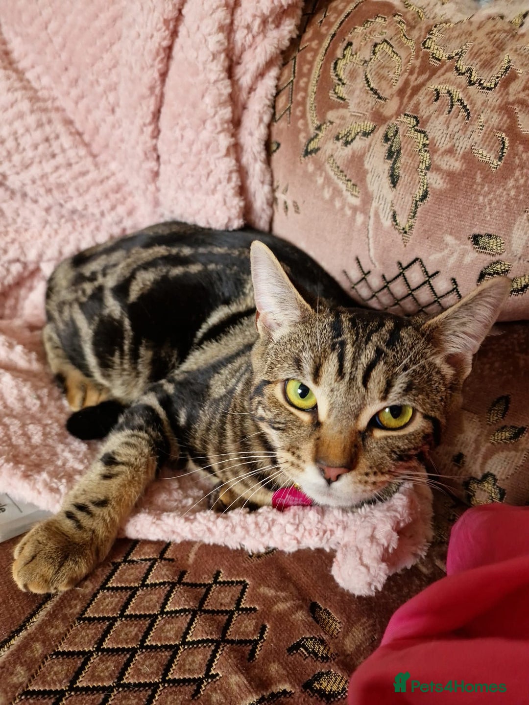 Bengal cats for sale: Beautiful female cat  - Image 3