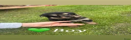 German Shepherd dogs for sale: 10 beautiful German shepherd pups. - Advert 9
