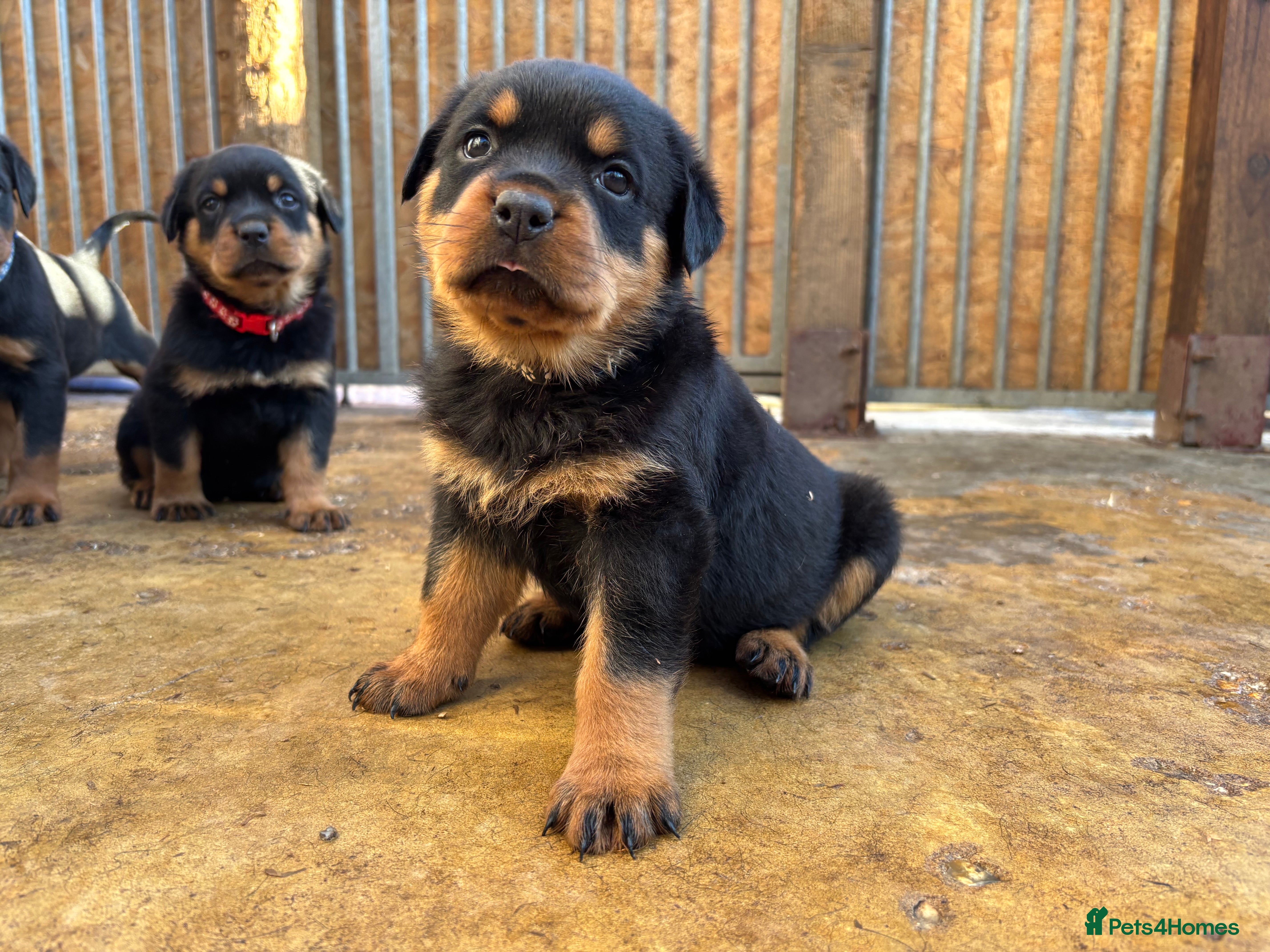 Rottweiler dogs Top KC Registered Female Puppies - Advert 1