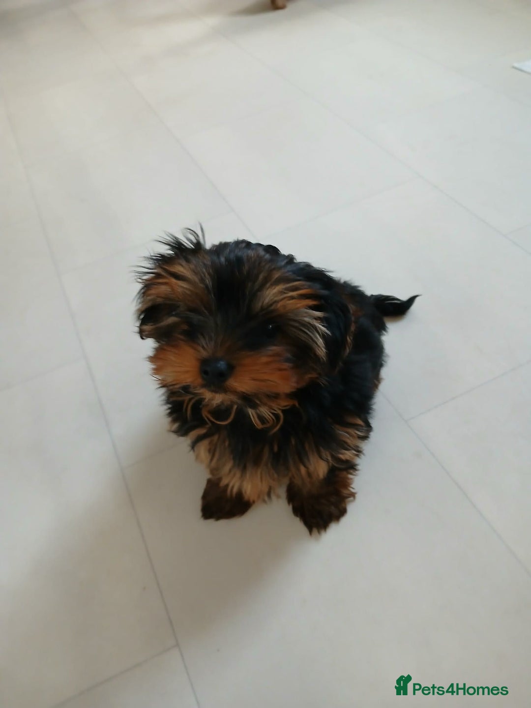 Yorkshire Terrier dogs for sale: Yorkshire terrier - Advert 4