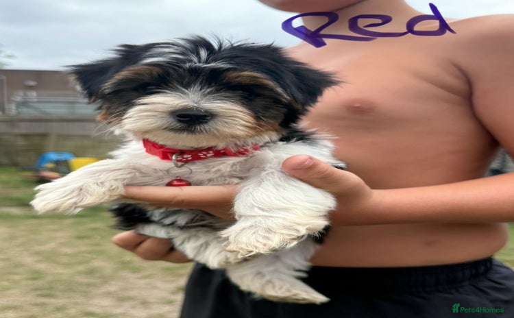 Biewer Terrier dogs - Advert 8