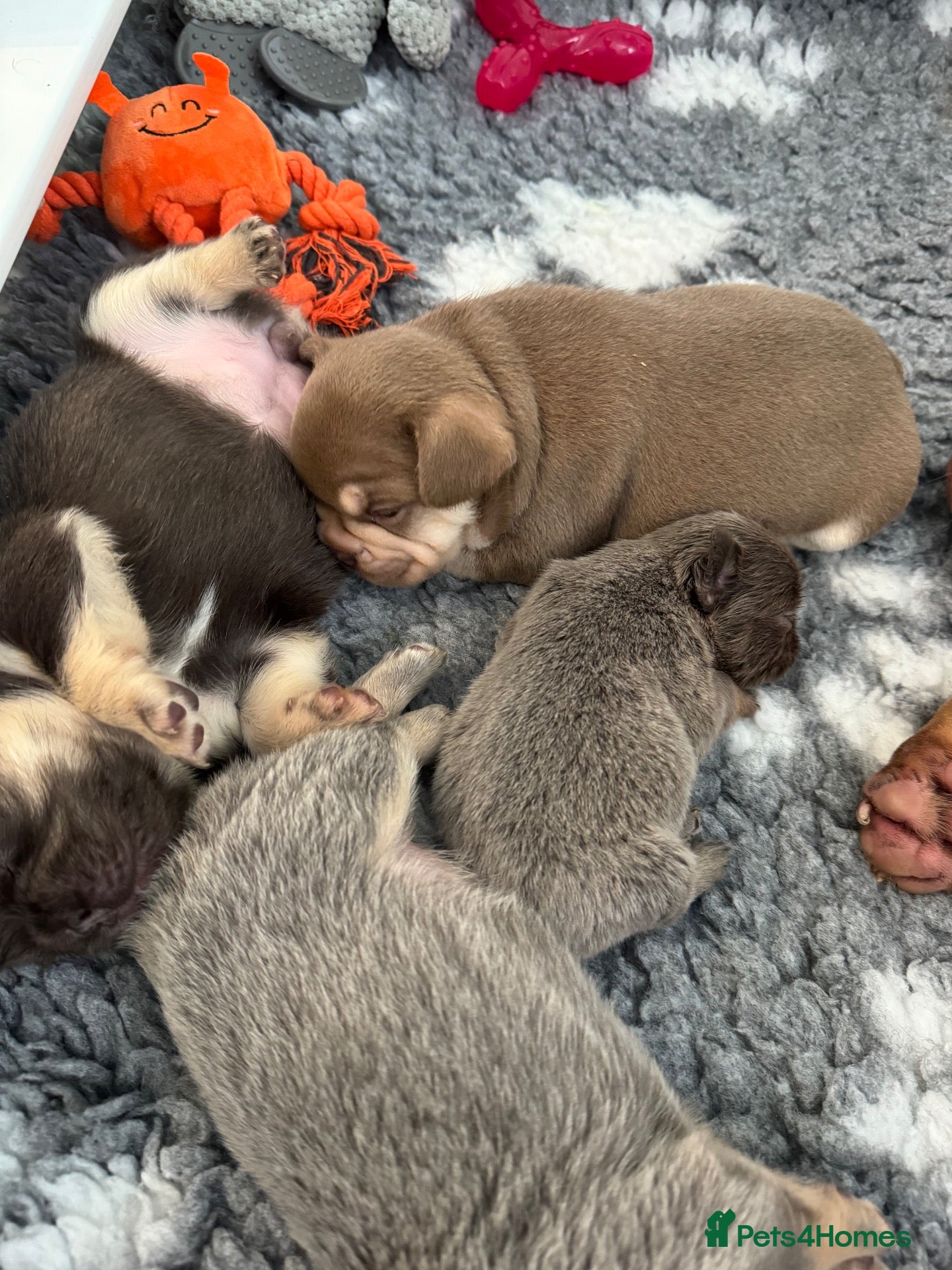 French Bulldog dogs Stunning French Bulldog puppies  - Advert 2