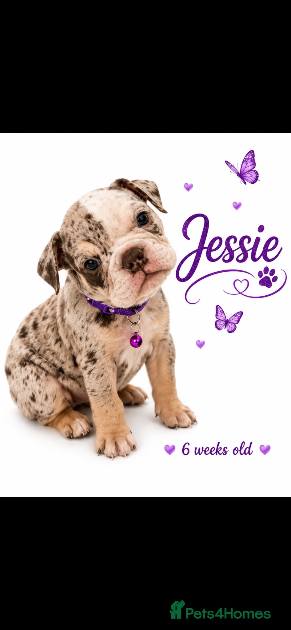 Dorset Olde Tyme Bulldogge dogs REDUCED⭐️olde English bulldog puppies ⭐️ - Advert 2