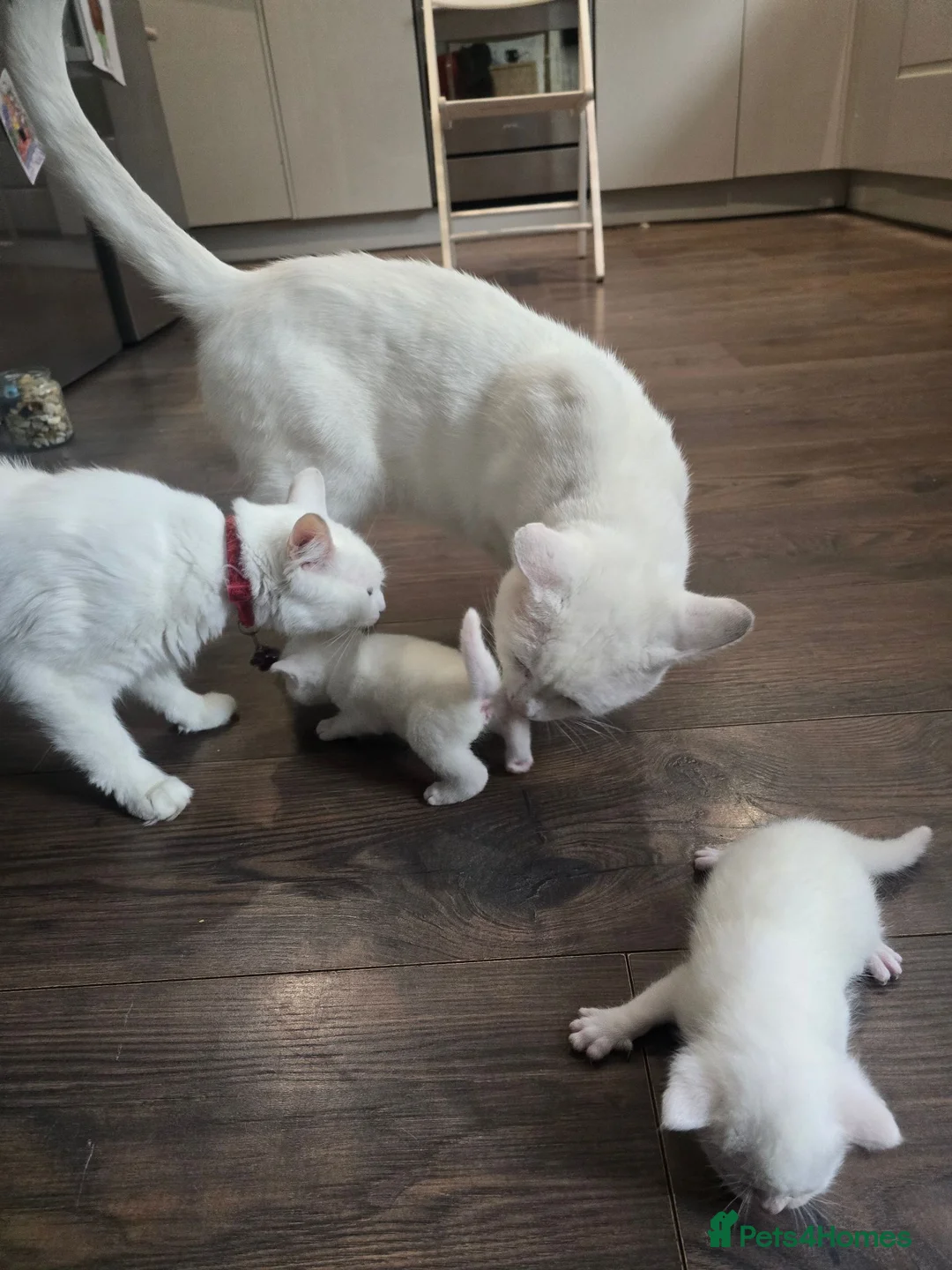 Turkish Angora cats for sale: Cute White Turkish Angora kittens / mixed eyes !  - Advert 2
