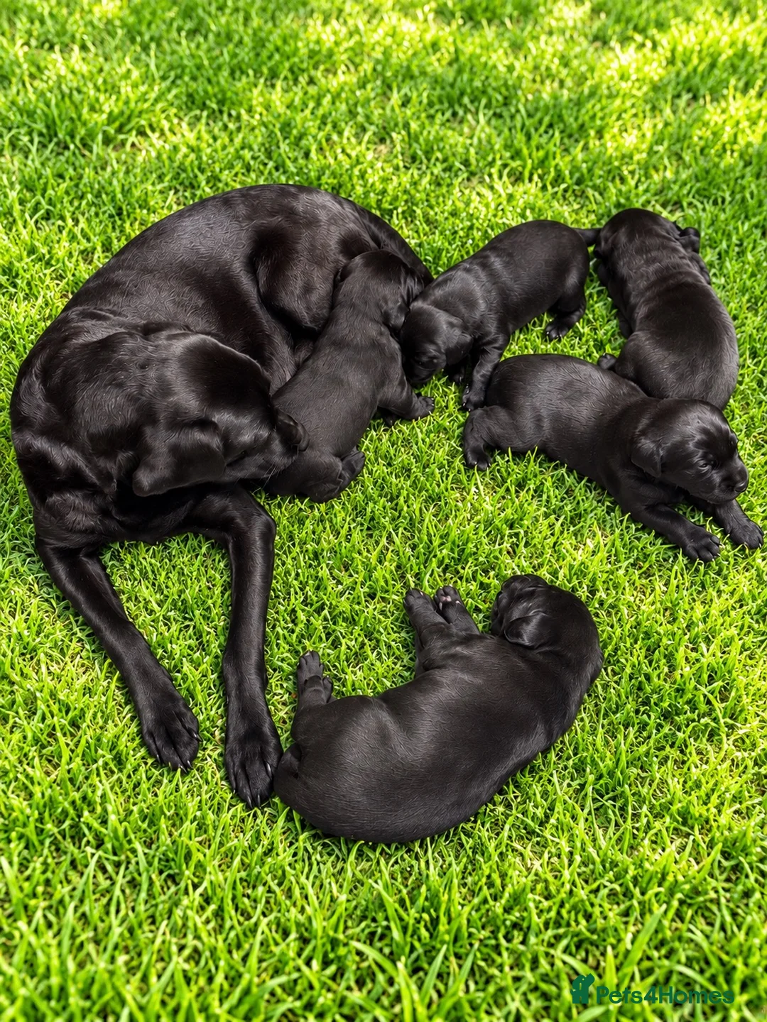 Labrador Retriever dogs for sale: Stunning Working Labrador Puppies - Advert 1