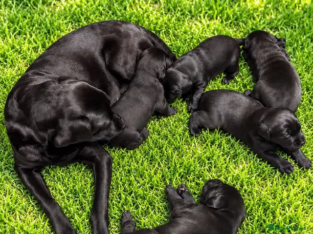 Labrador Retriever dogs for sale: Stunning Working Labrador Puppies - Advert 1