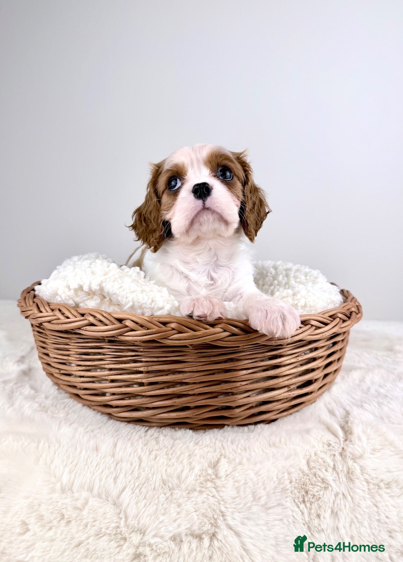 Cavalier King Charles Spaniel dogs KC Cavalier King Charles Spaniel (Male)  - Advert 2
