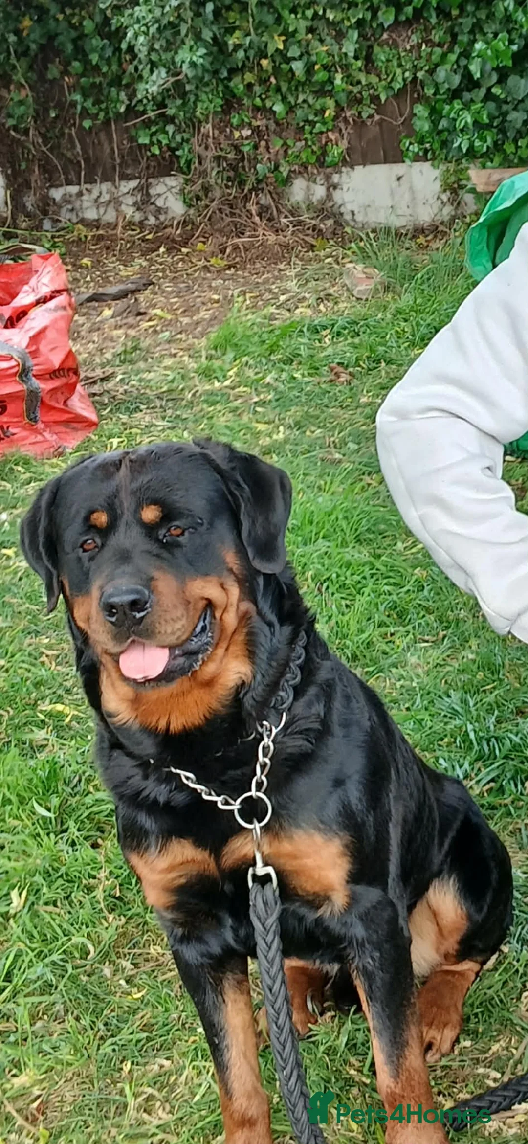 Mixed Breed dogs for sale: Rott de Bordeaux  - Advert 13