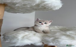 British Shorthair cats for sale: Golden Blue British Shorthair kittens  - Image 21