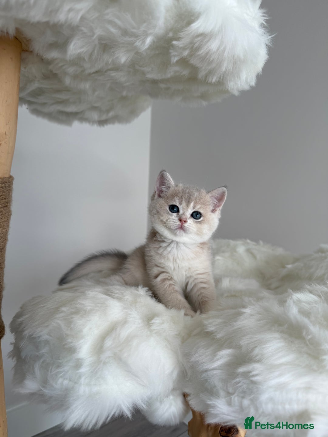 British Shorthair cats for sale: Golden Blue British Shorthair kittens  - Image 21
