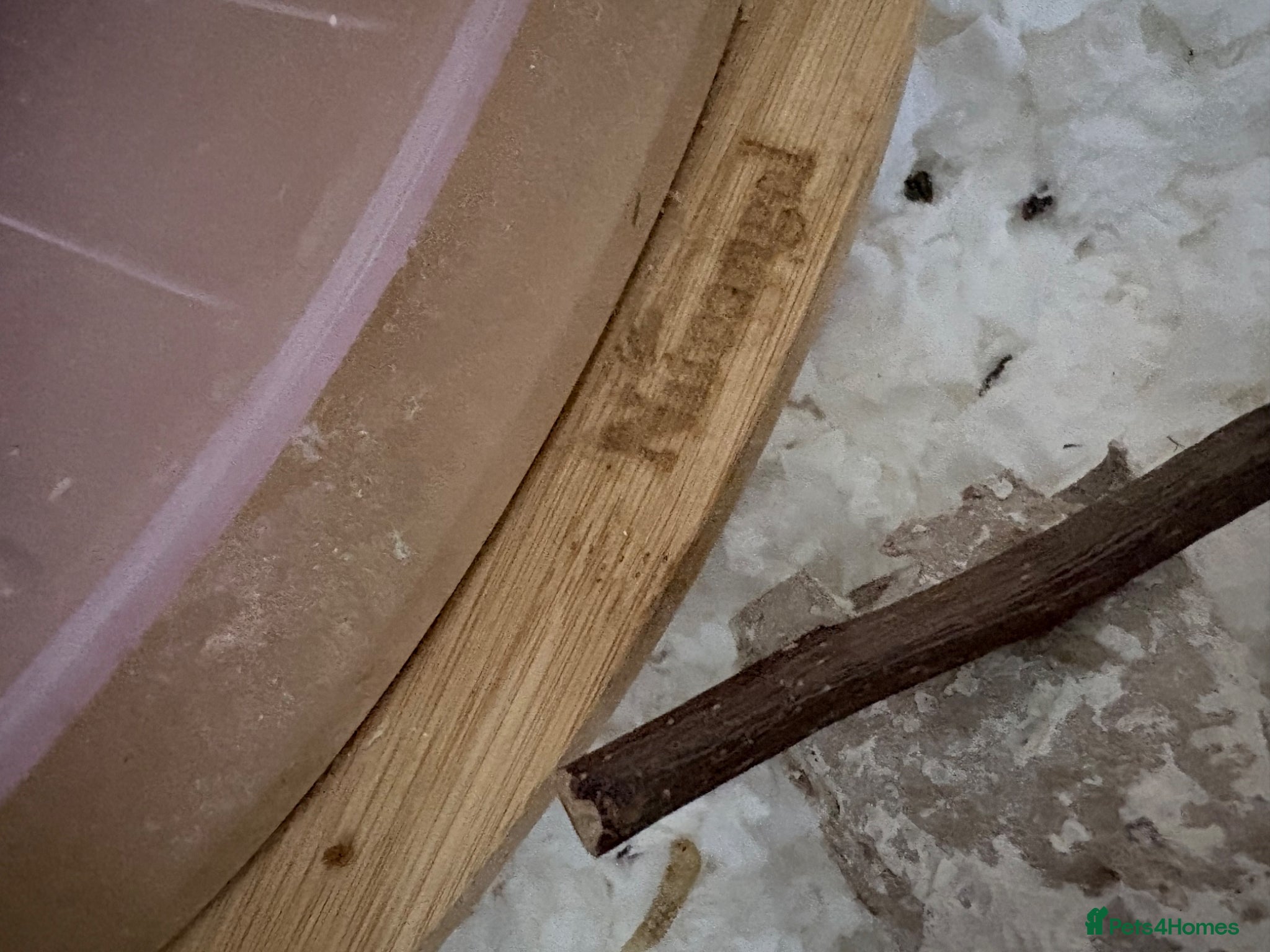 Hamster rodents for sale: Syrian hamster cage and all accessories included  - Advert 8