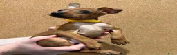 Miniature Pinscher dogs for sale:  Beautiful Purebred Miniature Pinscher Puppies  in Wakefield - Advert 13