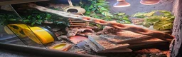 Leopard Gecko reptiles for sale: 3x female leopard geckos with amazing setup - Advert 13