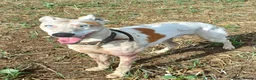 Mixed Breed dogs for sale: Lurcher bull puppies for sale - Advert 8