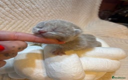 British Shorthair cats for sale: Pure British Shorthair Kittens😻🥇🏆Champion Line - Image 18