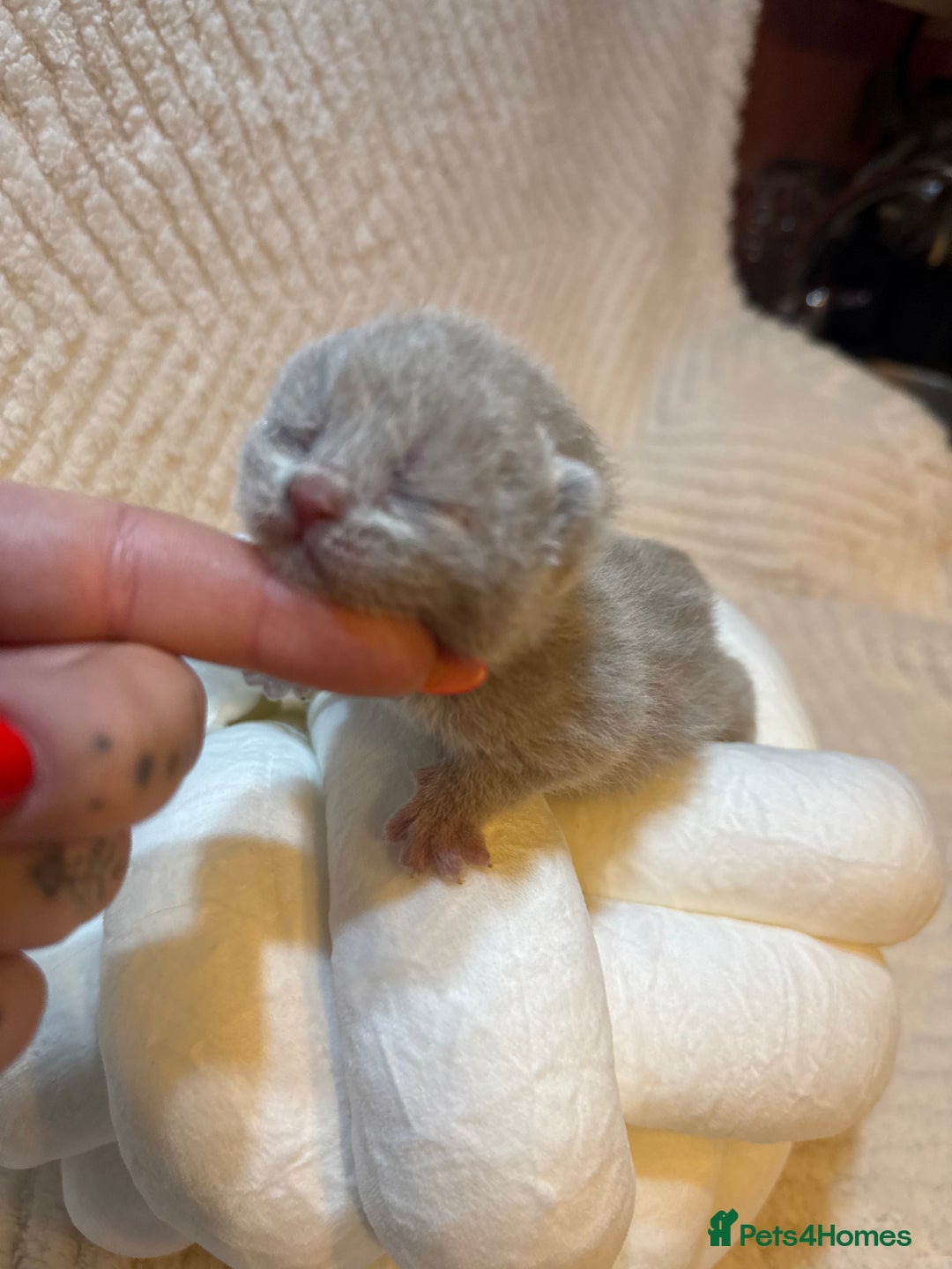 British Shorthair cats for sale: Pure British Shorthair Kittens😻🥇🏆Champion Line - Image 18