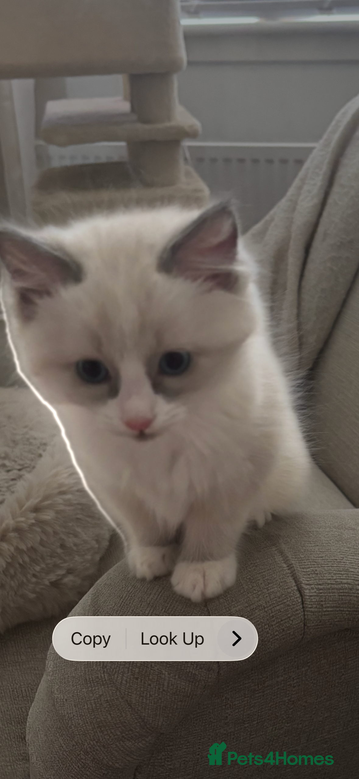 Ragdoll cats Ragdoll kitten  - Advert 4