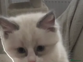 Ragdoll cats Ragdoll kitten - Advert 4