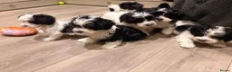 Havanese dogs for sale: Superb litter of K. C Registered havanese puppies - Advert 1