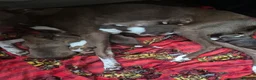 Mixed Breed dogs for sale: Mix breed lurcher and border collie - Advert 7
