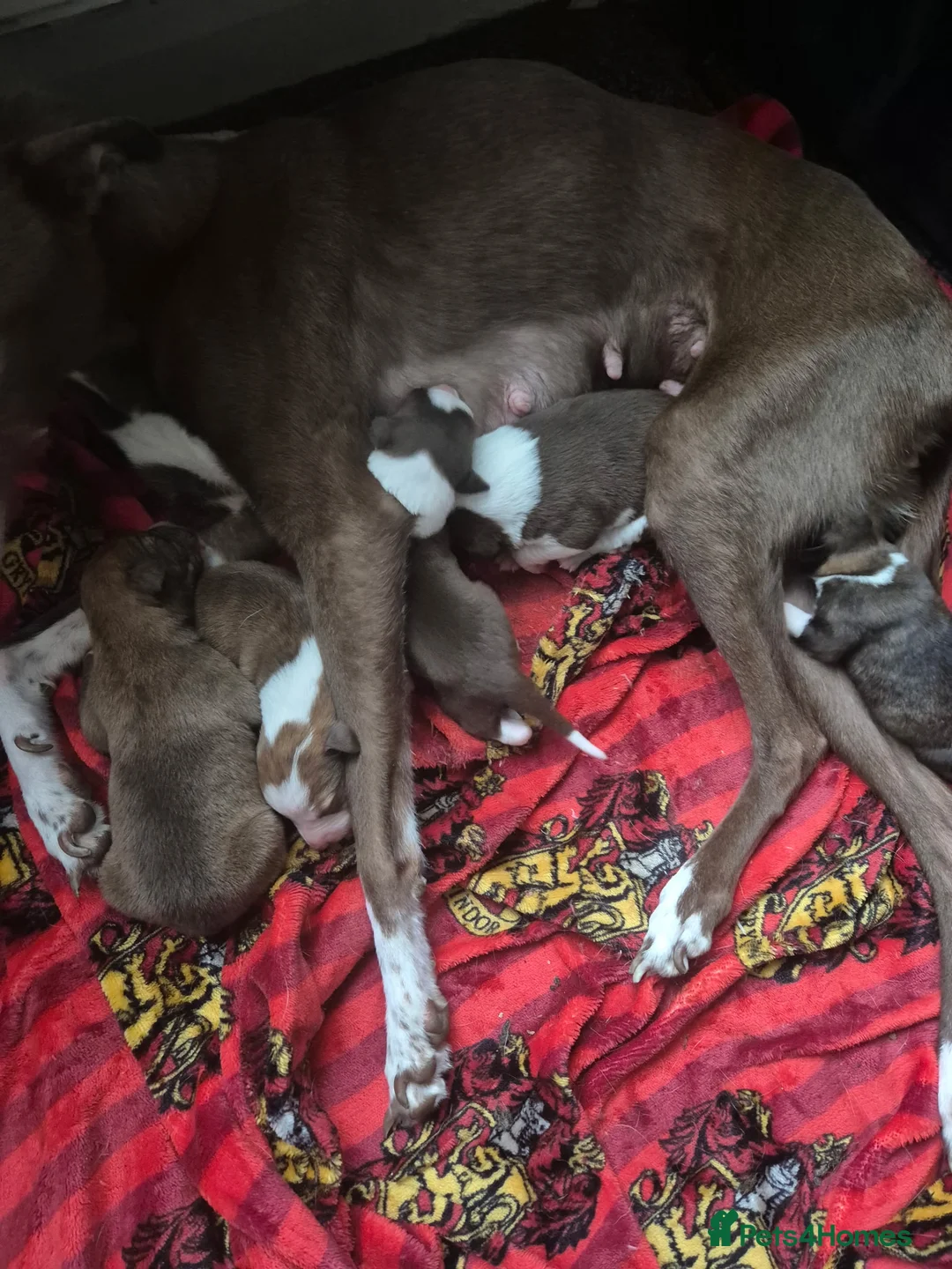 Mixed Breed dogs for sale: Mix breed lurcher and border collie - Advert 7