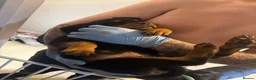 Rottweiler dogs for sale: READY TO GO! Rottweiler puppies  - Advert 9