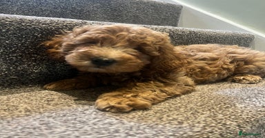 Cockapoo dogs - Advert 7