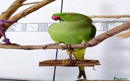 Parrots birds for sale: Beautiful baby ring neck talking parrot  in Coventry - Image 2