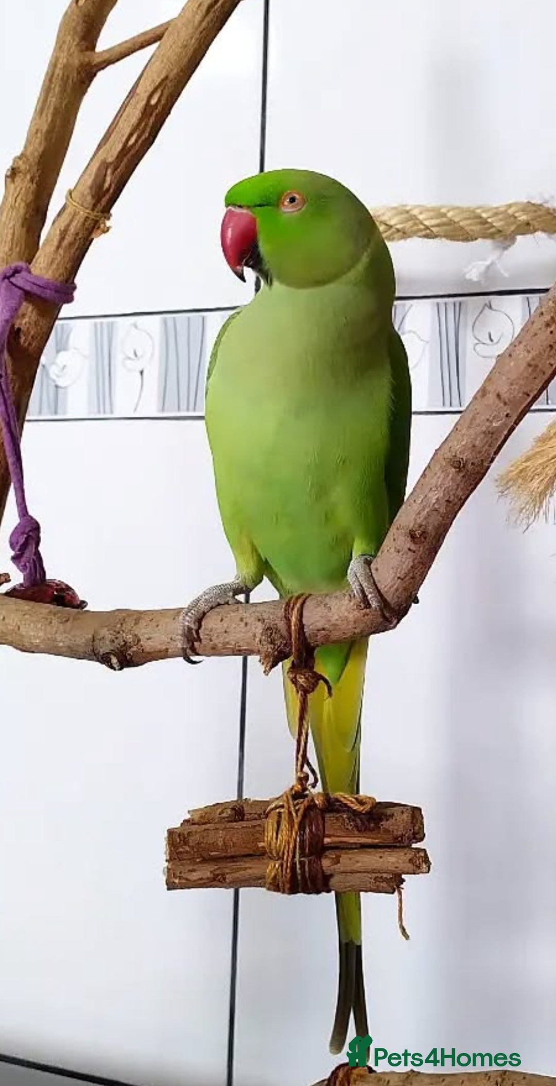 Parrots birds for sale: Beautiful baby ring neck talking parrot  in Coventry - Image 2