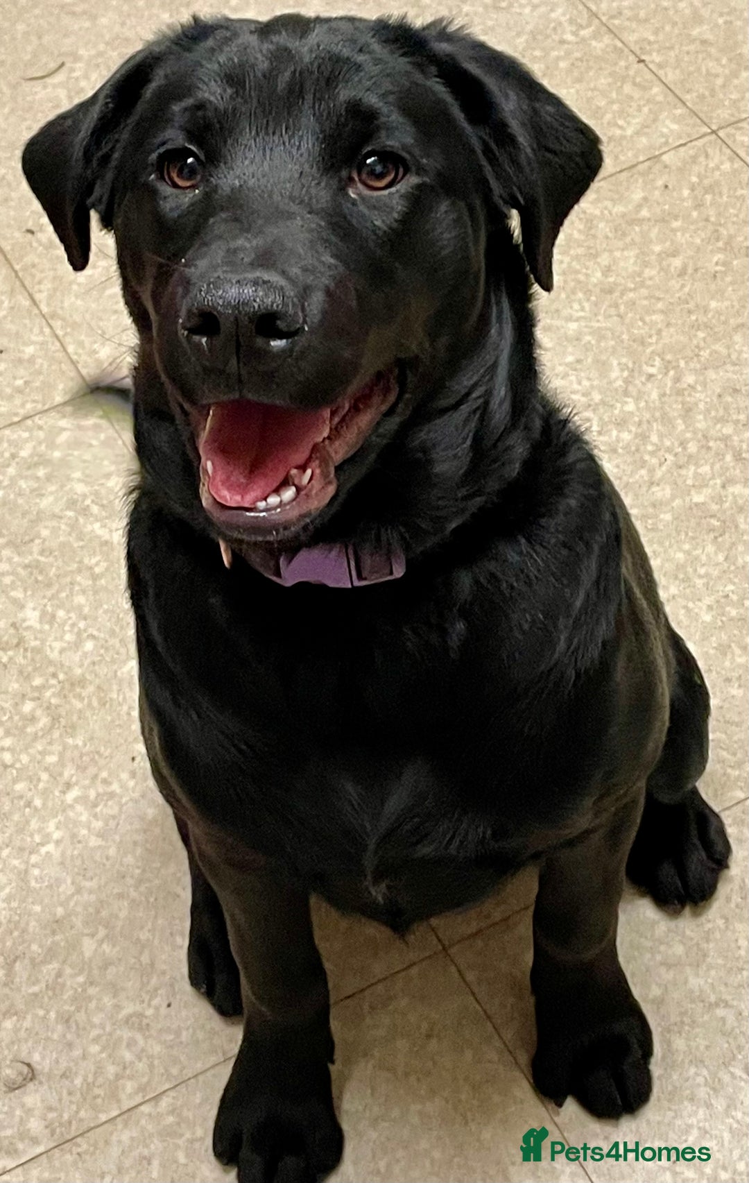 Mixed Breed dogs for sale: 2 beautiful nearly 6 month girls  - Advert 21