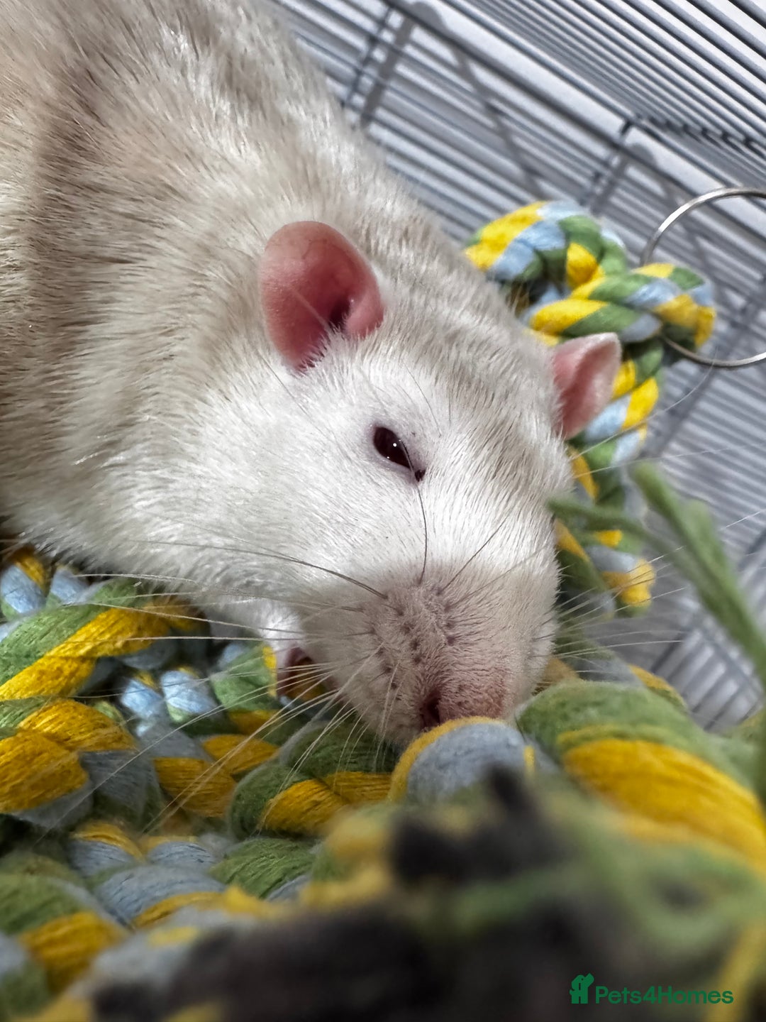 Rat rodents for sale: looking for forever home - Image 5